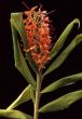 Hedychium "Tara"